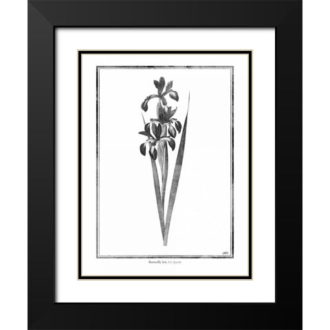 Butterfly Iris Black Modern Wood Framed Art Print with Double Matting by Grey, Jace