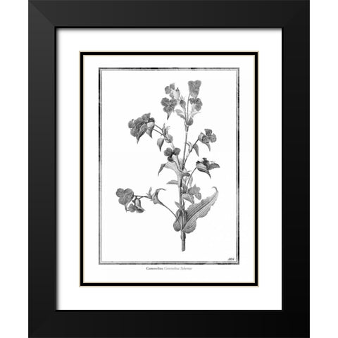Commelina Black Modern Wood Framed Art Print with Double Matting by Grey, Jace