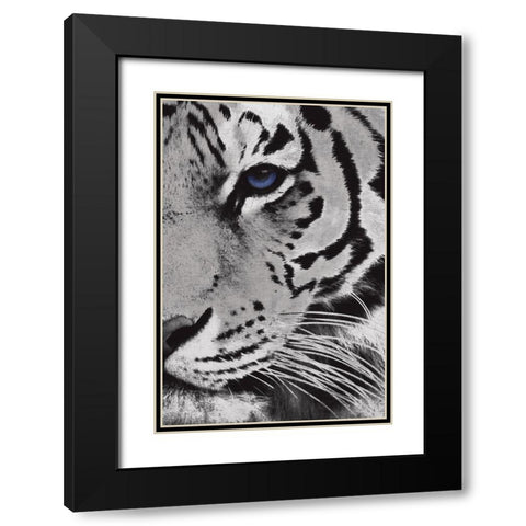 Tiger Purple Eye Mate Black Modern Wood Framed Art Print with Double Matting by Grey, Jace