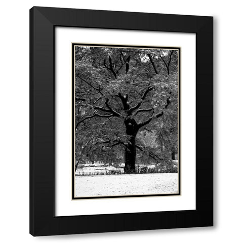 Central Park Solitary Friend Black Modern Wood Framed Art Print with Double Matting by Grey, Jace