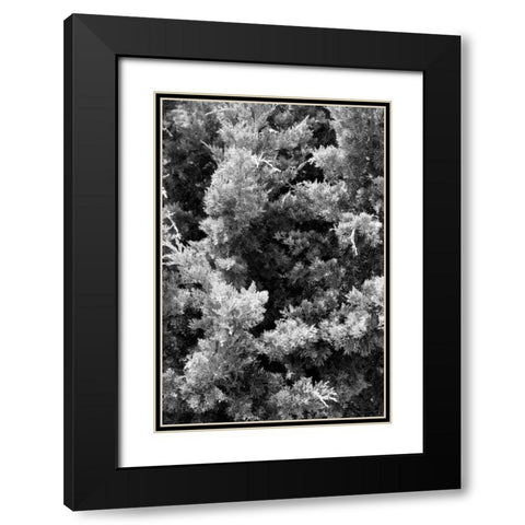 Beach Foliage 3 Black Modern Wood Framed Art Print with Double Matting by Grey, Jace