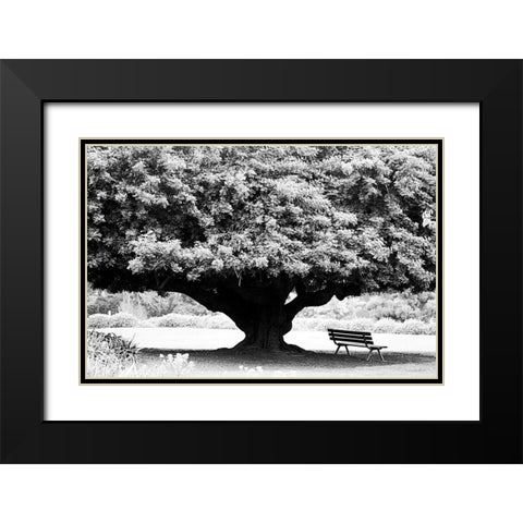 LA Arboretum Black Modern Wood Framed Art Print with Double Matting by Grey, Jace