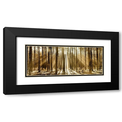 Morning through the Trees Black Modern Wood Framed Art Print with Double Matting by Kimberly, Allen