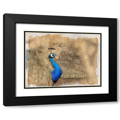 Antique Peackock 2 Black Modern Wood Framed Art Print with Double Matting by Allen, Kimberly