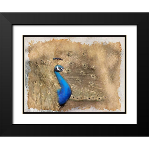 Antique Peackock 2 Black Modern Wood Framed Art Print with Double Matting by Allen, Kimberly