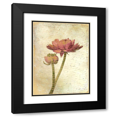 Ranunculus Bloom 1 Black Modern Wood Framed Art Print with Double Matting by Allen, Kimberly