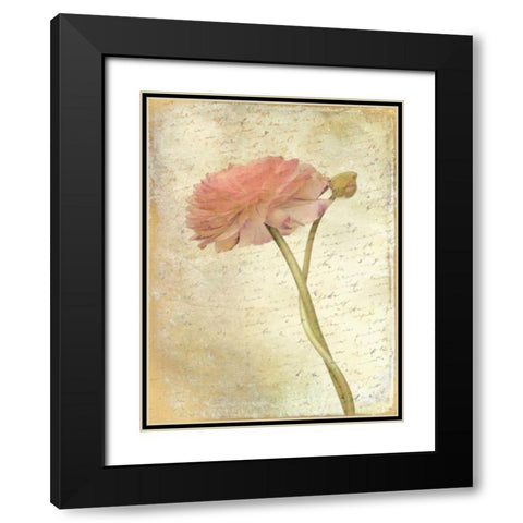 Ranunculus Bloom 2 Black Modern Wood Framed Art Print with Double Matting by Allen, Kimberly