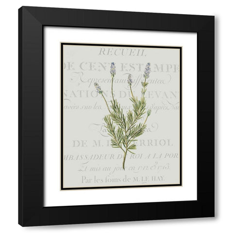 Fresh Herbs 1 Black Modern Wood Framed Art Print with Double Matting by Kimberly, Allen