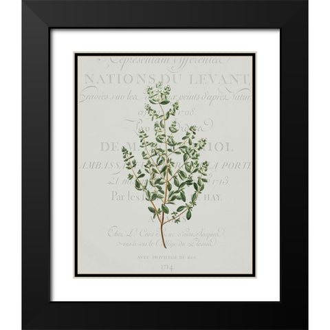 Fresh Herbs 2 Black Modern Wood Framed Art Print with Double Matting by Kimberly, Allen