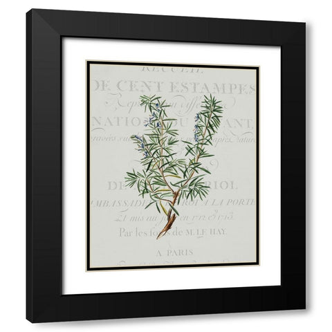 Fresh Herbs 3 Black Modern Wood Framed Art Print with Double Matting by Kimberly, Allen