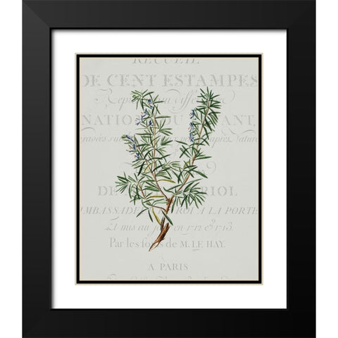 Fresh Herbs 3 Black Modern Wood Framed Art Print with Double Matting by Kimberly, Allen