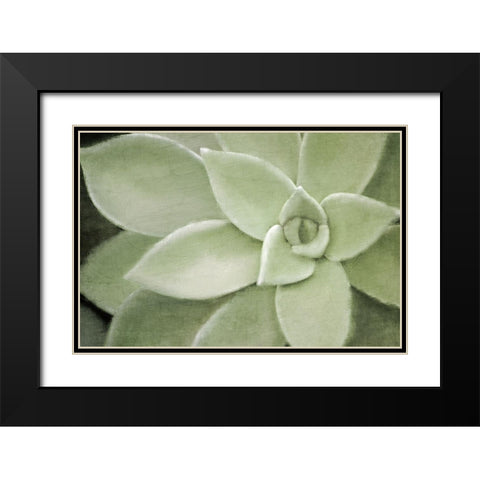 Soft Agave Black Modern Wood Framed Art Print with Double Matting by Kimberly, Allen