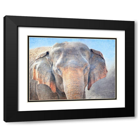 African Elephant Black Modern Wood Framed Art Print with Double Matting by Kimberly, Allen