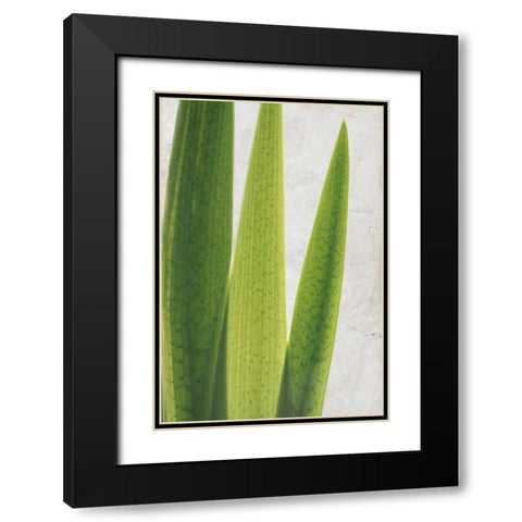 Fern Leaves Black Modern Wood Framed Art Print with Double Matting by Allen, Kimberly