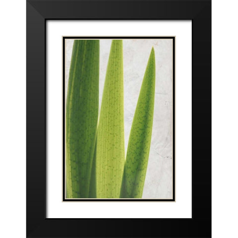 Fern Leaves Black Modern Wood Framed Art Print with Double Matting by Allen, Kimberly