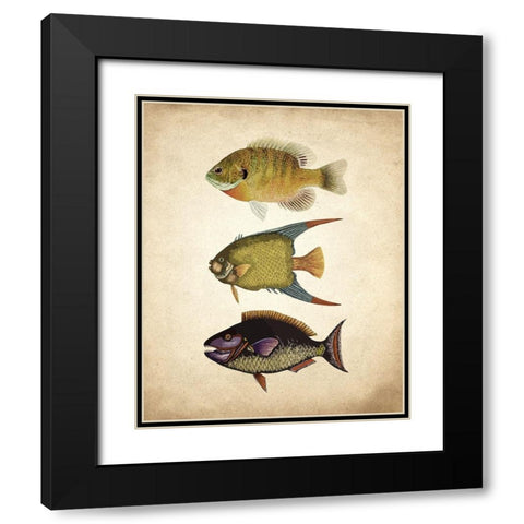 Fish A Black Modern Wood Framed Art Print with Double Matting by Kimberly, Allen