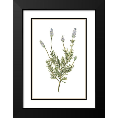 Herbs on White 1 Black Modern Wood Framed Art Print with Double Matting by Kimberly, Allen
