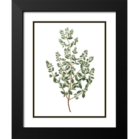 Herbs on White 2 Black Modern Wood Framed Art Print with Double Matting by Kimberly, Allen