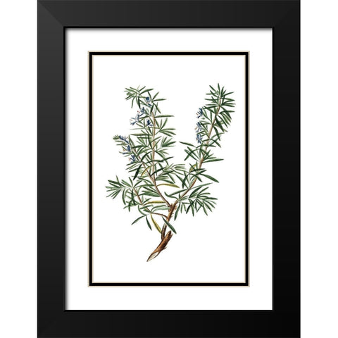 Herbs on White 3 Black Modern Wood Framed Art Print with Double Matting by Kimberly, Allen