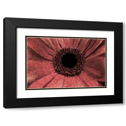 Bloom Center Black Modern Wood Framed Art Print with Double Matting by Kimberly, Allen