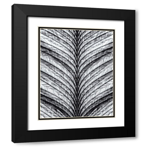 Black and White Feather 1 Black Modern Wood Framed Art Print with Double Matting by Kimberly, Allen
