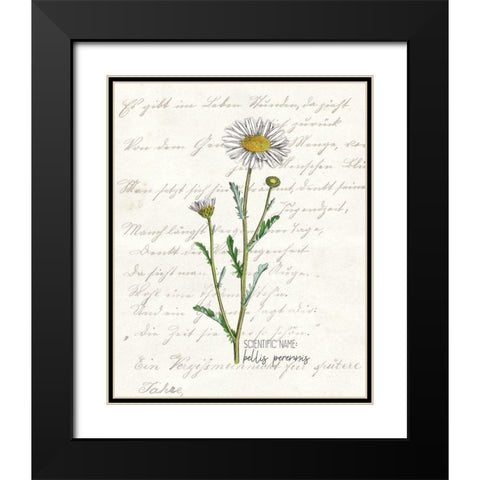 Daisy 1 Black Modern Wood Framed Art Print with Double Matting by Kimberly, Allen