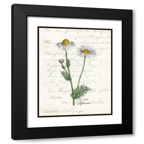 Daisy 2 Black Modern Wood Framed Art Print with Double Matting by Kimberly, Allen