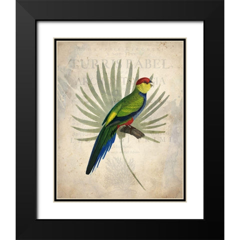 Parrot 1 Black Modern Wood Framed Art Print with Double Matting by Kimberly, Allen