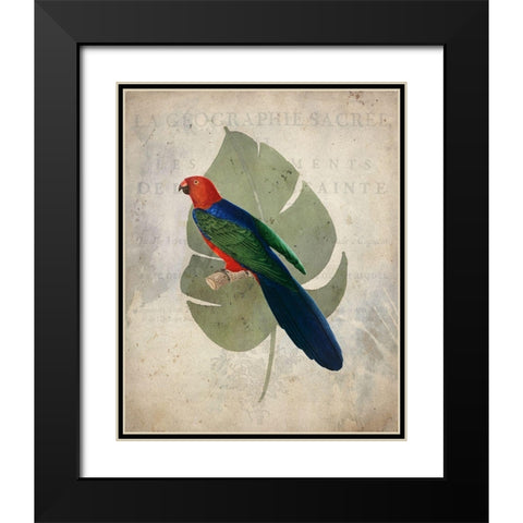 Parrot 2 Black Modern Wood Framed Art Print with Double Matting by Kimberly, Allen