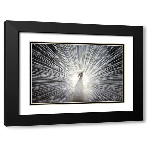 White Royal Black Modern Wood Framed Art Print with Double Matting by Allen, Kimberly