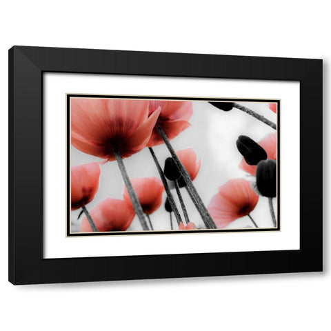 Red Poppies Black Modern Wood Framed Art Print with Double Matting by Allen, Kimberly