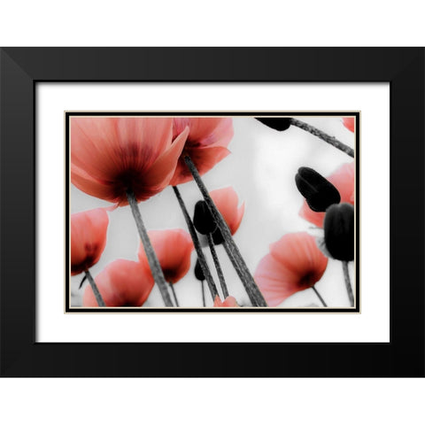 Red Poppies Black Modern Wood Framed Art Print with Double Matting by Allen, Kimberly