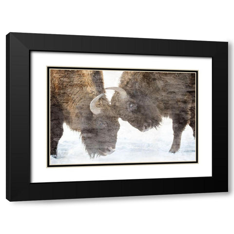 Bison Two Black Modern Wood Framed Art Print with Double Matting by Allen, Kimberly