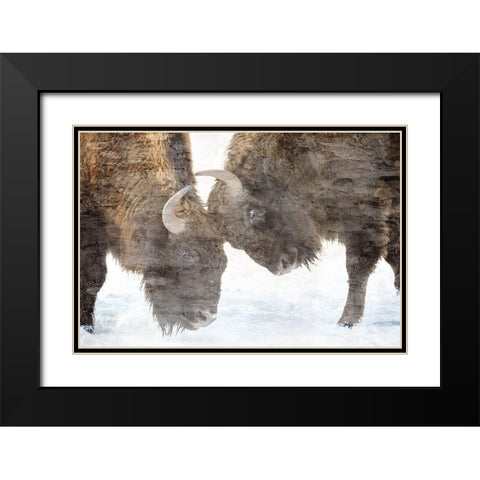Bison Two Black Modern Wood Framed Art Print with Double Matting by Allen, Kimberly