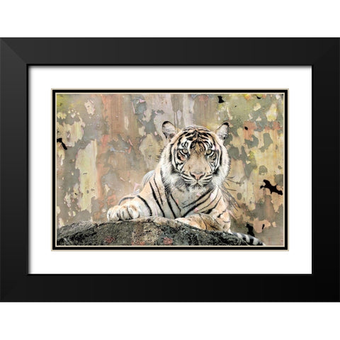 Tiger Love Black Modern Wood Framed Art Print with Double Matting by Allen, Kimberly
