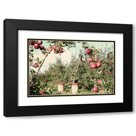 Apple Orchard Black Modern Wood Framed Art Print with Double Matting by Allen, Kimberly