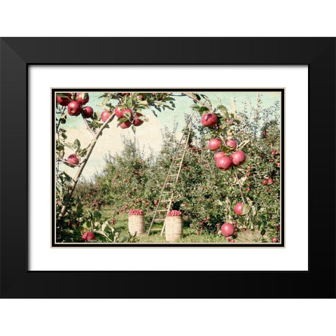 Apple Orchard Black Modern Wood Framed Art Print with Double Matting by Allen, Kimberly