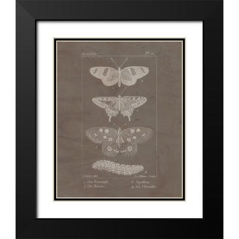 Vintage Insect 1 Black Modern Wood Framed Art Print with Double Matting by Allen, Kimberly