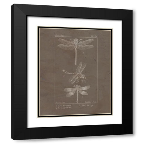 Vintage Insect 3 Black Modern Wood Framed Art Print with Double Matting by Allen, Kimberly