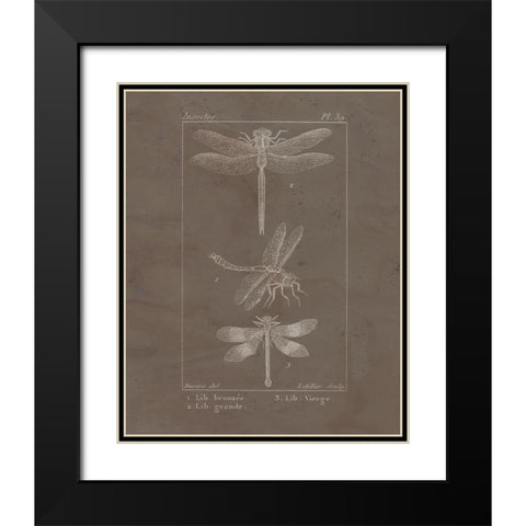Vintage Insect 3 Black Modern Wood Framed Art Print with Double Matting by Allen, Kimberly