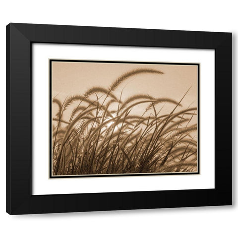 Reeds Black Modern Wood Framed Art Print with Double Matting by Allen, Kimberly