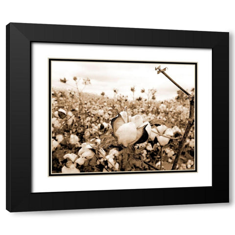 Cotton Fields Black Modern Wood Framed Art Print with Double Matting by Allen, Kimberly