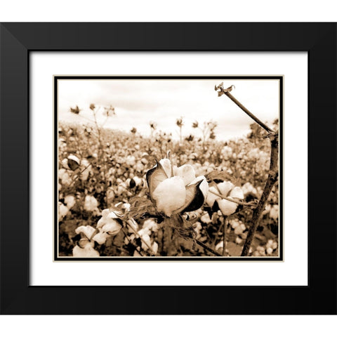 Cotton Fields Black Modern Wood Framed Art Print with Double Matting by Allen, Kimberly