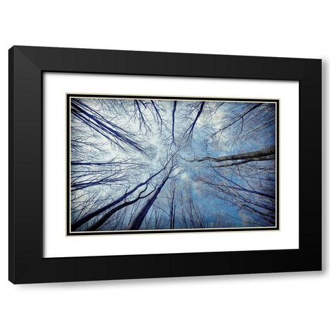Tree View Black Modern Wood Framed Art Print with Double Matting by Allen, Kimberly