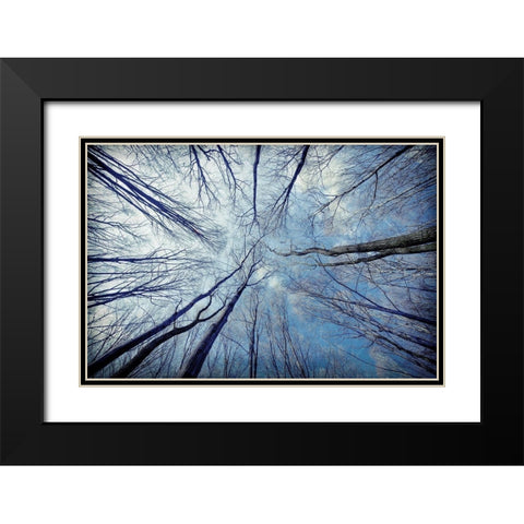 Tree View Black Modern Wood Framed Art Print with Double Matting by Allen, Kimberly