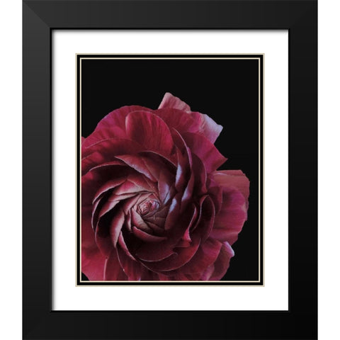 Floral Closeup 3 Black Modern Wood Framed Art Print with Double Matting by Allen, Kimberly