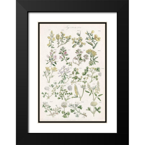 Wildflower Field Guide Black Modern Wood Framed Art Print with Double Matting by Allen, Kimberly