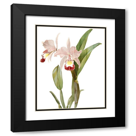 Orchid Love 1 Black Modern Wood Framed Art Print with Double Matting by Kimberly, Allen