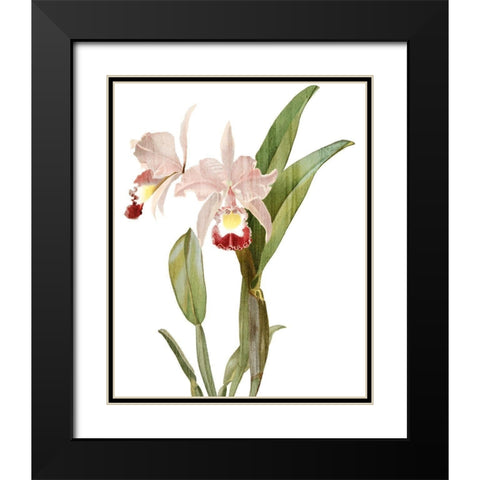 Orchid Love 1 Black Modern Wood Framed Art Print with Double Matting by Kimberly, Allen