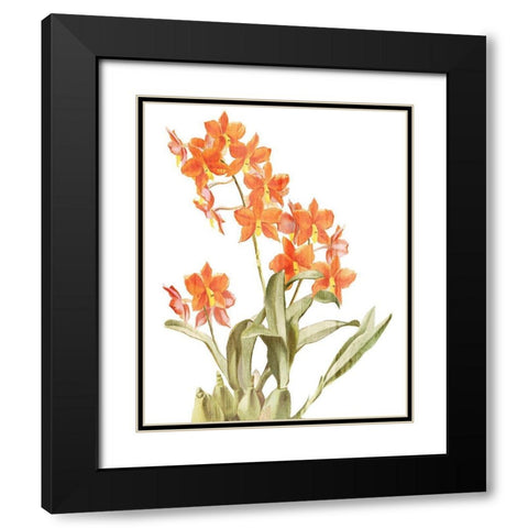 Orchid Love 2 Black Modern Wood Framed Art Print with Double Matting by Kimberly, Allen